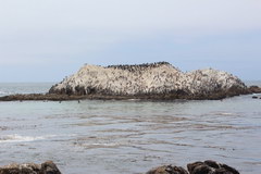 Дорога 17 mile drive, Парковка в месте обитания морских львов